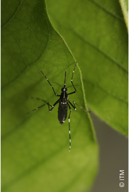 Adulte Aedes albopictus