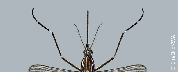 Antennes Aedes aegypti femelle