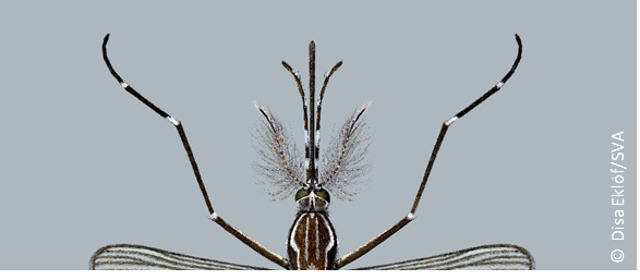 Antennes Aedes aegypti male